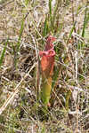 Pitcherplant